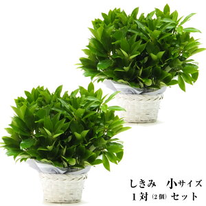 【1対セット】しきみ・しきびのアレンジ(小)お彼岸 花 お供え・お悔やみ 四十九日 一周忌 三回忌 法要 法事 フラワーギフト2個組