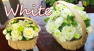  v[g ԃAW EbhoXPbg̉Ԃ v[g LO j oYj JXj ސEjɁI