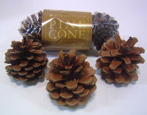 KAWAI ڂ PINE CONE ܂ڂ
