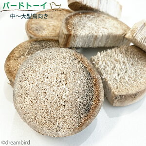 y11/25_I2l1l^ő100%|CgobN&SiP5{vGg[zo[hJou Yucca PARROT CHIPS 117387