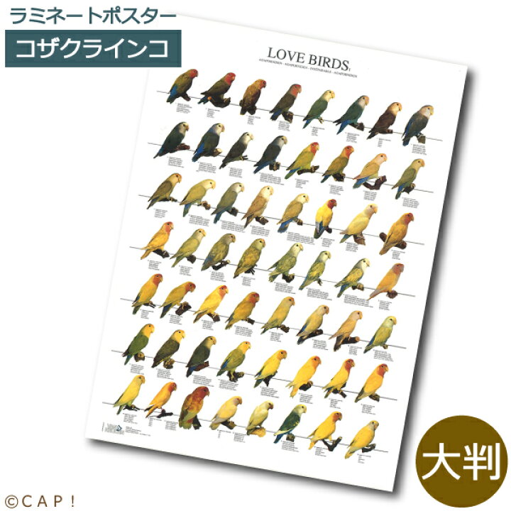 楽天市場 ラミネートポスター 大判 ラブバード1 コザクラインコ 同梱不可 送料個別発生 ｃａｐ