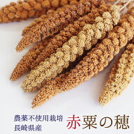 賞味期限2027/9/30※農薬不使用栽培【長崎県産】赤粟の穂 100g 2024年産 KA100★
