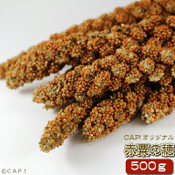 CAP! 鳥の餌 賞味期限2027/12/31 赤粟の穂 500g★
