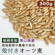 CAP! 鳥の餌 賞味期限2027/2/28※DHO300殻付きオーツ※【醍醐農園】岡山県産 殻付きオーツ麦 300g★