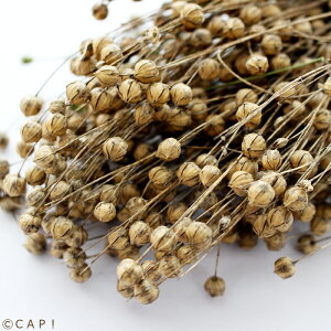 CAP! ̉a ܖ2027/7/31yƂ肫zy_z ̕@20g