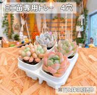 ミニ鉢専用トレー　4穴　6穴　8穴　16穴　ミニ鉢がぴったり収まる　植木鉢　トレー