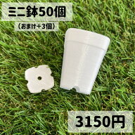 【送料無料！】植木鉢 小さな鉢 ミニ鉢 50個 100個 150個 200個 300個 白 3.5cm 多肉植物 小苗 葉挿し 実…