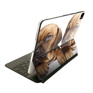Magic Keyboard 12.9C` iPad Proi4A5A6jΉ apple Abv ACpbh@SʃXLV[ t Oʁ@w یV[ lC 001153 @