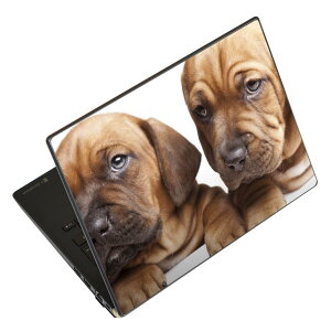 m[gp\R XLV[ 17C`܂őΉ ėpXebJ[ 2Zbg LAVIEp FMVp LIFEBOOKp Dynabookp Lenovop Thinkbookp IdeaPadp HPp Pavillonp ENVYp Elitep Dellp Vostrop Inspironp VAIOp 001153 