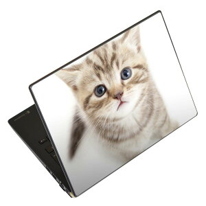 �m�[�g�p�\�R�� �X�L���V�[�� 17�C���`�܂őΉ� �ėp�X�e�b�J�[ 2���Z�b�g LAVIE�p FMV�p LIFEBOOK�p Dynabook�p Lenovo�p Thinkbook�p IdeaPad�p HP�p Pavillon�p ENVY�p Elite�p Dell�p Vostro�p Inspiron�p VAIO�p 001194 