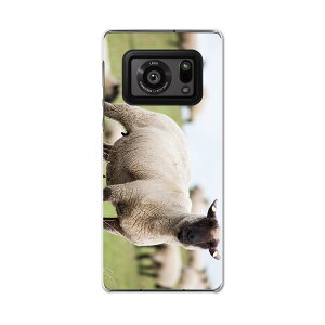 AQUOS R6 SH-51B SHARP �V���[�v �A�N�I�X docomo �h�R�� �X�}�z �J�o�[ �P�[�X �X�}�z�P�[�X �X�}�z�J�o�[ PC �n�[�h�P�[�X 002653 �Ђ��@�����@�ʐ^