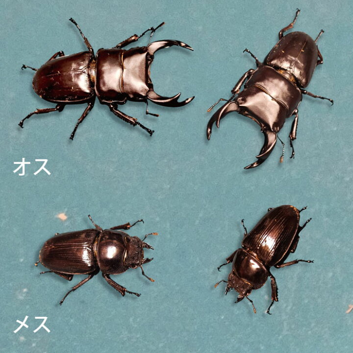 楽天市場】国産 オオクワガタ クワガタ 生体 オスメスペア 成虫ペア 各 