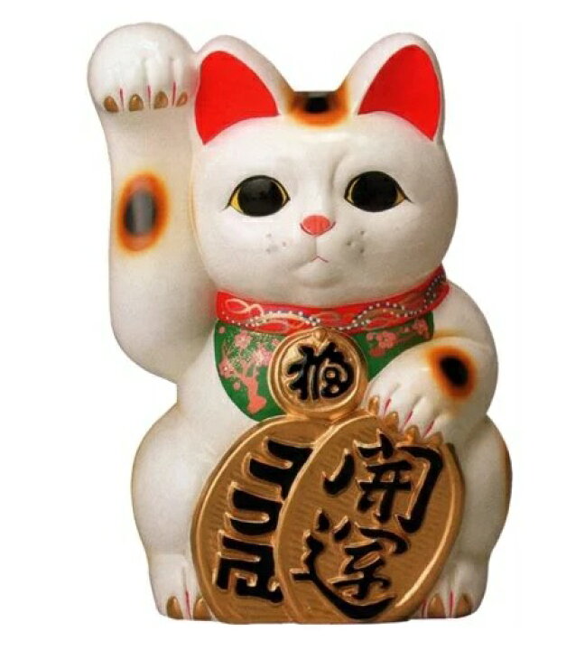 楽天市場】常滑焼 招き猫 梅月 開運白手長小判猫（右手）10号 高さ 