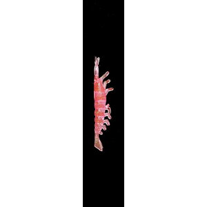 ���}���A ���[���o�P2 ���G�r L P