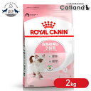 ロイヤルカナン キトン プレミアムフード ドライ ドライフード 猫 仔猫 猫フード 2kg 後期 キャットフード FHN 単品 2…