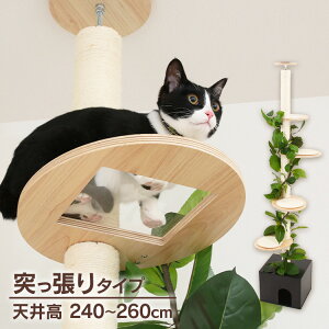 キャットタワー 突っ張り 爪とぎ ねこの休ら木 ソラ ナチュラル 58203ペット ペット用品 ねこ 爪とぎポール 突っ張りタイプ クリアボード ネコ インテリア 【B】