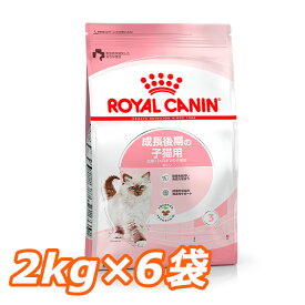 【1袋あたり3,050円！2kg×6袋セット】ロイヤルカナン 猫 キトン 2kg×6袋セット 正規品猫用 キャットフード ドライ キトン 子猫用 生後4ヵ月齢以上 12ヵ月齢まで 仔猫 幼猫 小猫 プレミアムフード ROYALCANIN 【D】[3182550702423]【rccf11】