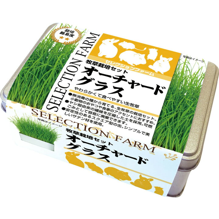お得✨生牧草チモシー苗【30苗】 小動物おやつ うさぎ モルモット （お 