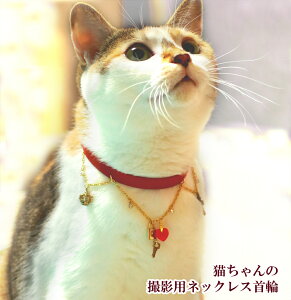 yL̒aMtgɐlĈցz  LplbNX ybgpANZT[ LObY L`[t LG v[g Mtg 킢  v`Mtg LO j