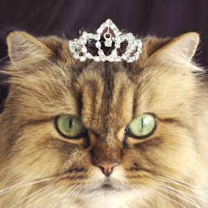 } LpeBA LObY G v[g yybgpANZT[zyēׁz