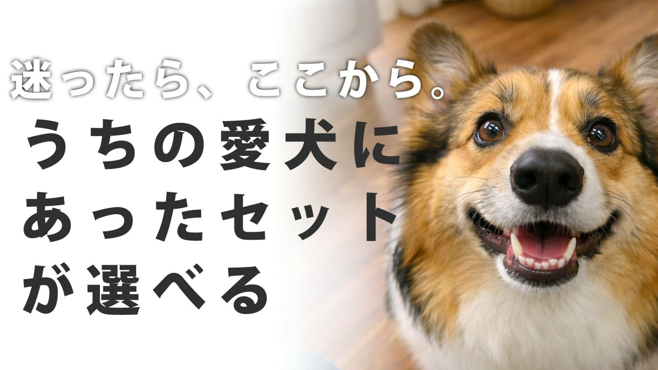 迷ったらここから。うちの愛犬にあったセットが選べる