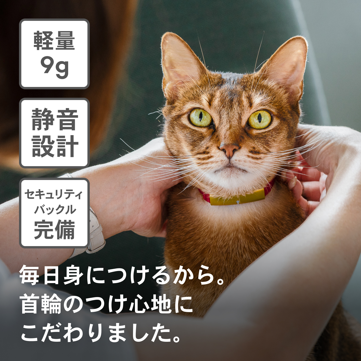 楽天市場】Catlog (基本セット)猫鈴ゴールド キャトログ 猫 子猫
