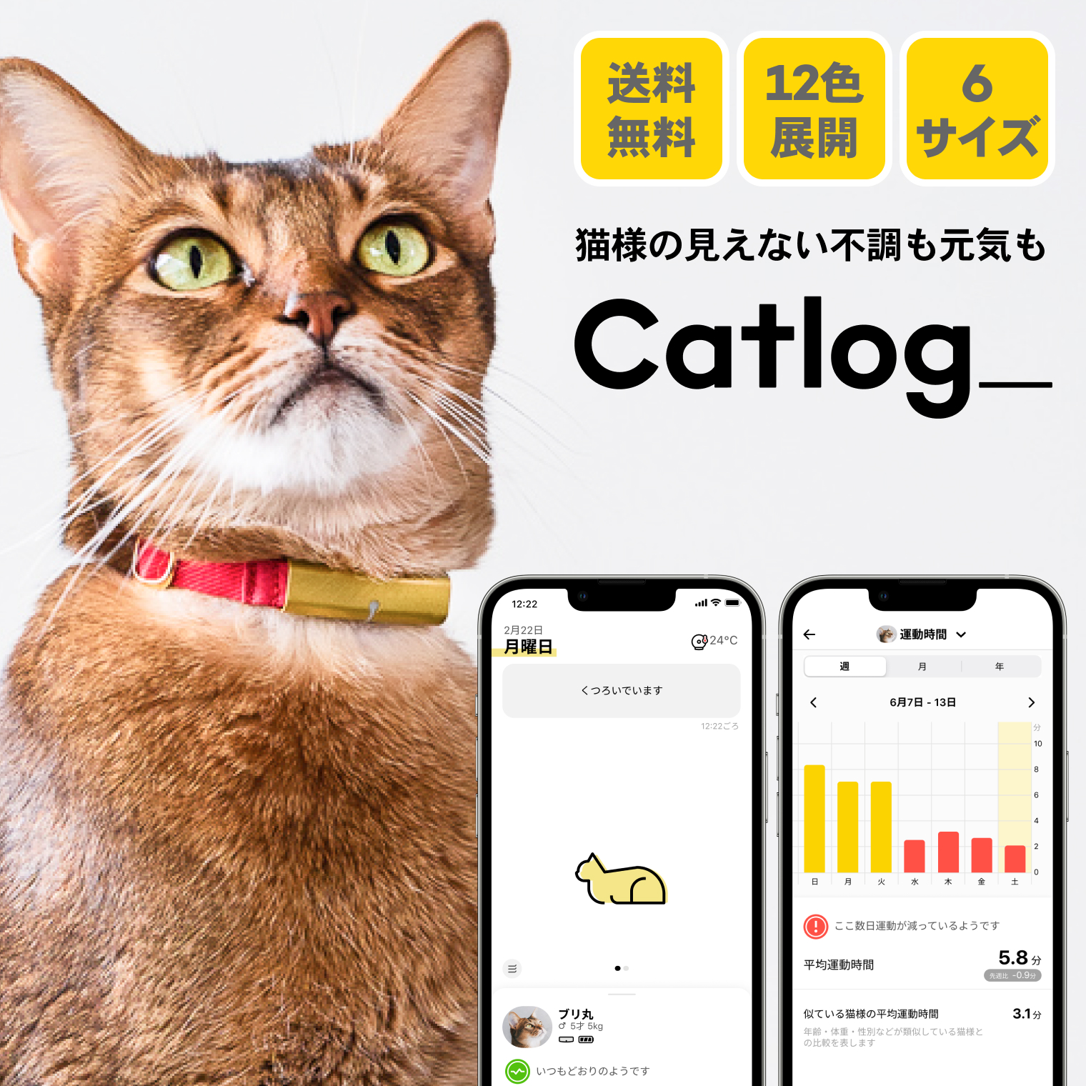 楽天市場】Catlog (基本セット)猫鈴ゴールド キャトログ 猫 子猫 