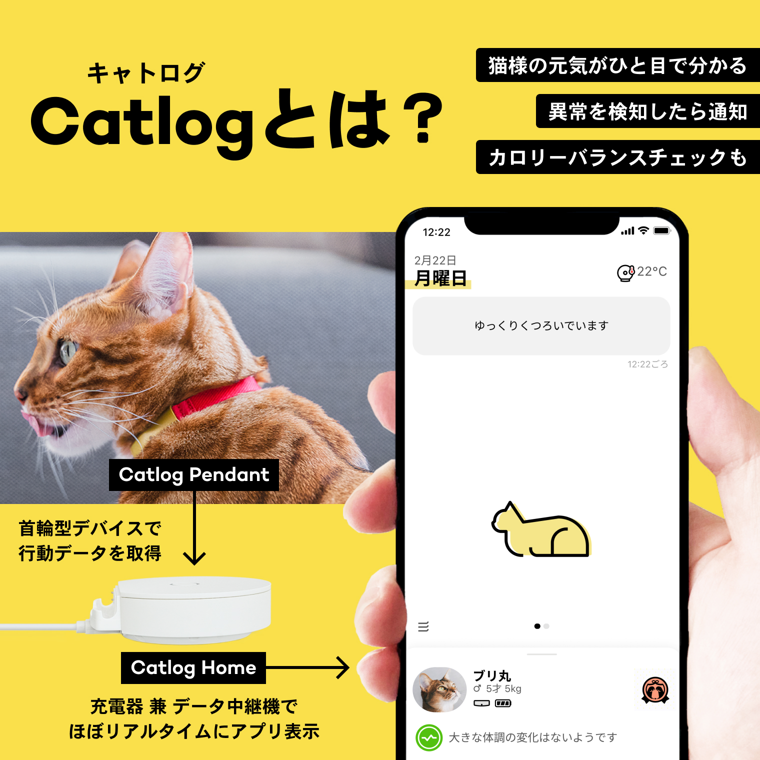 楽天市場】Catlog (基本セット)猫鈴ゴールド キャトログ 猫 子猫