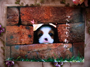 Clothes-PiniN[Ysj@Aj}|XgJ[h@