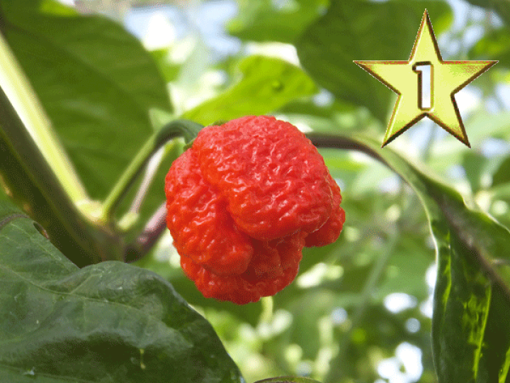 楽天市場】世界最辛！モルガ・スコーピオン 7．5cmポット苗 ☆一味