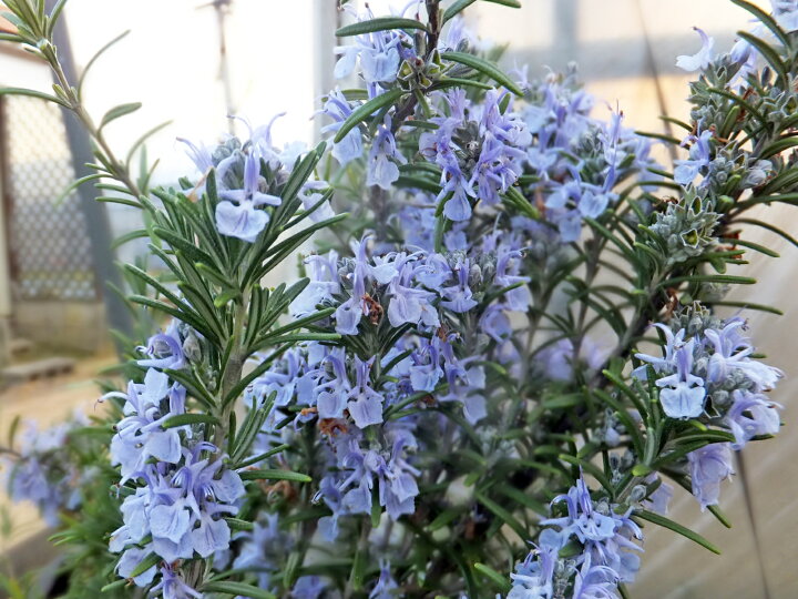 楽天市場 ローズマリー 立性 花 青紫 ７ ５ｃｍポット苗 日本のハーブの歴史創生期の40年前から続く親から生まれた株です とんがらし 芥川