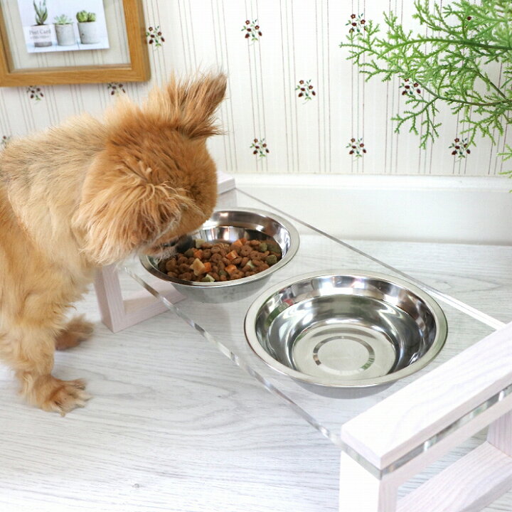 楽天市場 ペットフード 猫 犬 フードボール Petto フードボウル Lime ライム 食器台 高さがある 食べやすい ステンレス おしゃれ ペット 餌皿 エサ皿 餌入れ エサ入れ 水飲み 器 小型犬 ネコ 子犬 子猫 ギフト プレゼント かわいい くらし家 Cdare シダーレ