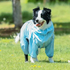 ���� ��^�� �H�~ ���u���h�[�� �R�[�M�[ �Č� �A�E�g�h�A �l�r�� �y�b�g�E�F�A