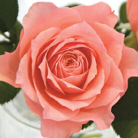 楽天市場 ミニバラ 四季咲きの通販