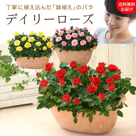 人気No1★天皇杯受賞！デイリーローズ 花言葉 丁寧に植え込んだバラの鉢植え お花いっぱい 感謝を届けるバラの鉢植え 母の日 ギフト プレゼント 赤 黄 ピンク メッセージ フラワーギフト 花 鉢花 ローズ 四季咲き 生花 バラ ミニバラ 専門店 鉢植え カーネーション以外