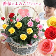 【母の日】定番人気！天皇杯受賞！花咲く3色よろこび薔薇のバスケット 花言葉 お花いっぱい 感謝を届ける…