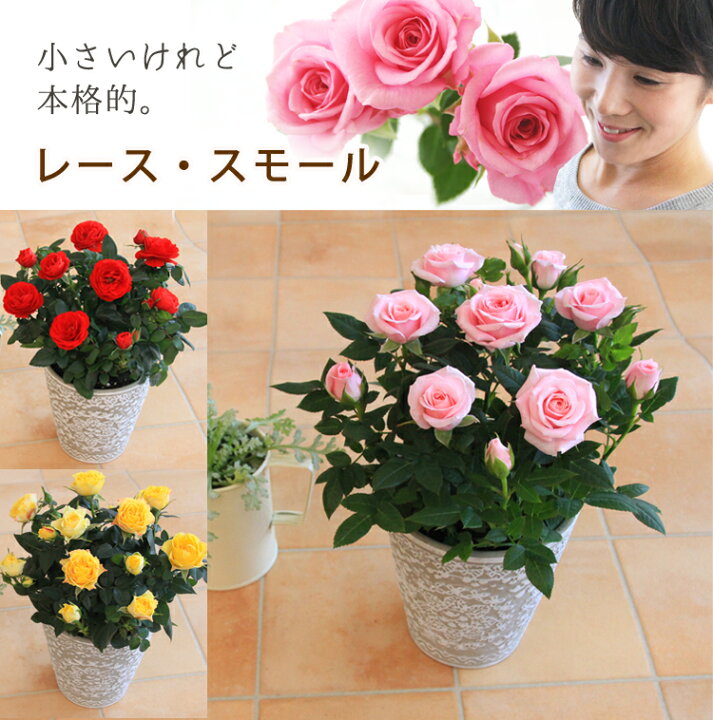 楽天市場 母の日 天皇杯受賞 レース スモール 小さいけれど本格的 丁寧に植え込んだ寄せ植え 感謝の気持ち届けるバラの鉢植え 花色指定 母の日 ギフト プレゼント 赤 黄 ピンク メッセージカード フラワーギフト 花 鉢花 四季咲き 生花 バラ ミニバラ 専門店