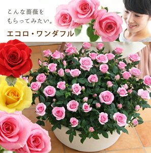 バラ 寄せ植え 鉢 農業資材 ガーデニング用品の人気商品 通販 価格比較 価格 Com バラ 寄せ植え 鉢 農業資材 ガーデニング用品の人気商品 通販 価格比較 価格 Com