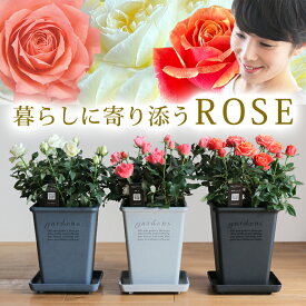 【母の日】天皇杯受賞！ 暮らしに寄り添うROSE バラの鉢植え 感謝を届けるバラの鉢植え 花色3色 母の日 ギフト プレゼント オレンジ ホワイト ピンク メッセージカード付き フラワーギフト 花 鉢花 四季咲き 生花 バラ ミニバラ 専門店 鉢植え