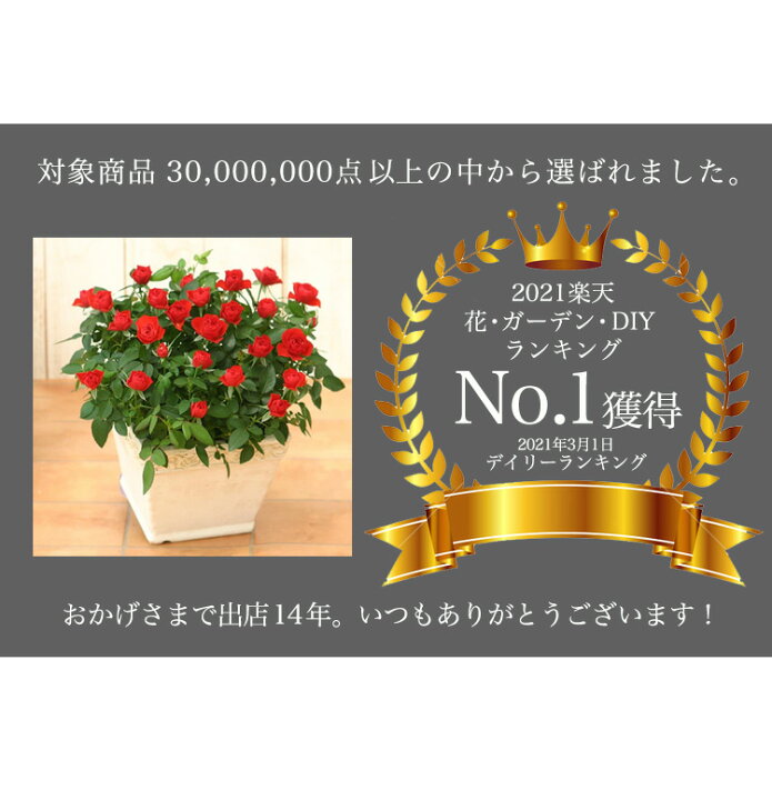 爆売り ミニバラ リエールスクエア かわいい バラの鉢植え 花色が選べる 誕生日 お祝い プレゼント 送料無料 育て方