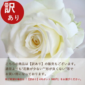 ~joy֌nzCtBjeBEzCg{[i4j ~joc lG炫 oc Ԓd  o KN ~jo  K[fjO o A