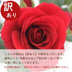 ~joy֌nz}eBEtH[Go[i4j ~joc lG炫 oc Ԓd  o KN ~jo  K[fjO o A