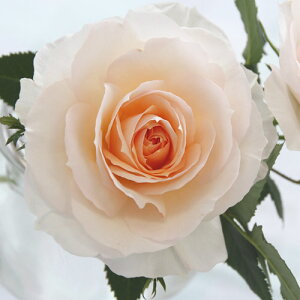 ~joy֌nztWTEtH[Go[i4j ~joc lG炫 oc Ԓd  o KN ~jo  K[fjO o A