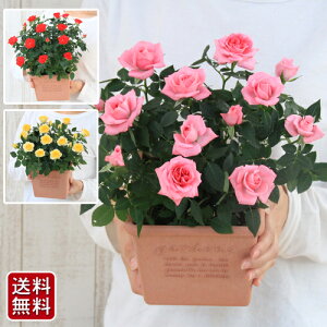 バラ 鉢植え プレゼントの人気商品 通販 価格比較 価格 Com バラ 鉢植え プレゼントの人気商品 通販 価格比較 価格 Com