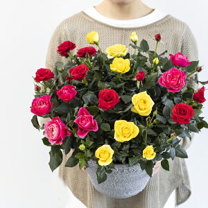 yiʎdāzX̃o̔A փ~jo̔͂̊񂹐A ؂ȕցuiʂȋCv𑡂܂I o A ~jo  lG炫 Mtg  񂹐A