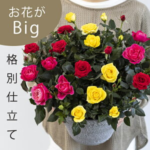 バラ 寄せ植え 鉢 生花の人気商品 通販 価格比較 価格 Com