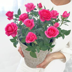 X̃o̔AK̃I[u 6 o̔A 6  av[g LO  a  c Mtg  җj  ސEj j  N ʉ 