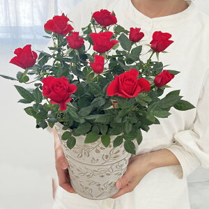 X̃o̔AK̃I[u 6 o̔A 6  av[g LO  a  c Mtg  җj  ސEj j  N ʉ 