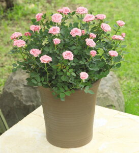 結婚祝い 花 鉢植えの人気商品 通販 価格比較 価格 Com