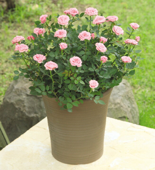 楽天市場 専門店のバラの鉢植え 花色が選べる 送料無料 トゥジュール 誕生日プレゼント 結婚記念日 女性 誕生日 母 祖母 ギフト 花 還暦祝い 生花 退職祝い 男性 父 定年 送別会 結婚 お祝い 妻 鉢植え 寄植え 新築祝い 四季咲き 花鉢 バラ ミニバラ ミニバラ専門